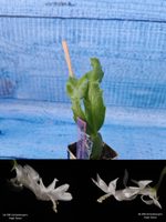 Schlumbergera cv. Angel Dance (Шлюмбергера)