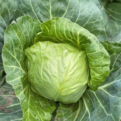 ЛАУДА F1 семена капусты белокочанной (Syngenta | Alexagro)