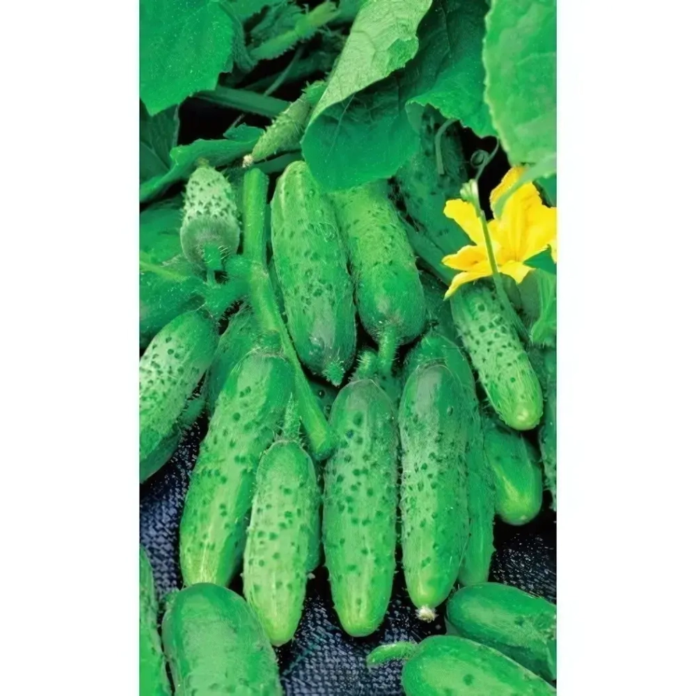 Семена Огурец Алтай - корнишон (Марс) Б/П