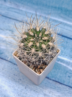 Neoporteria sp. (Неопортерия)