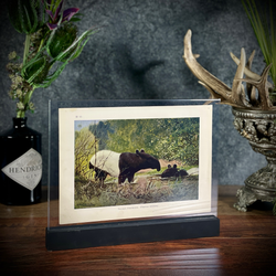 Хромолитография «Индийский тапир»