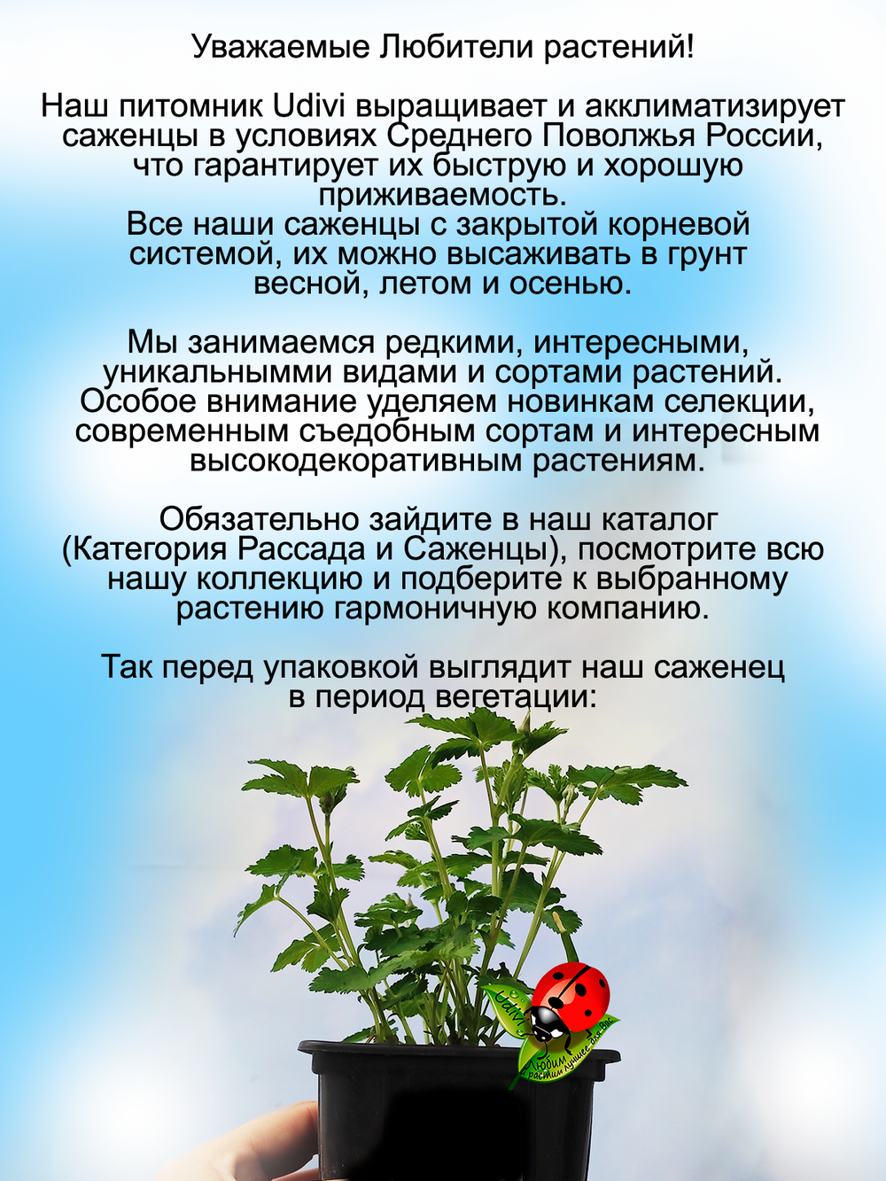 Княженика Эпле полярная малина княжья ягода