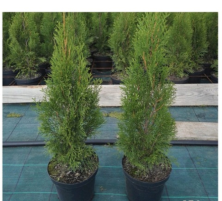 Туя западная Смарагд (ком в контейнере) 120-140