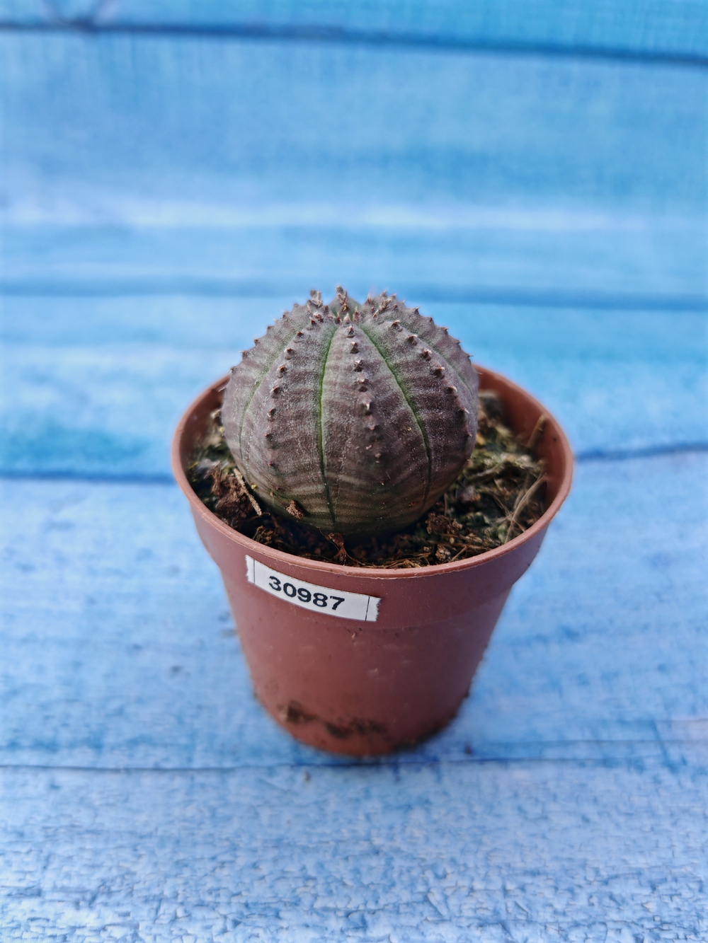 Euphorbia Obesa (Эуфорбия)