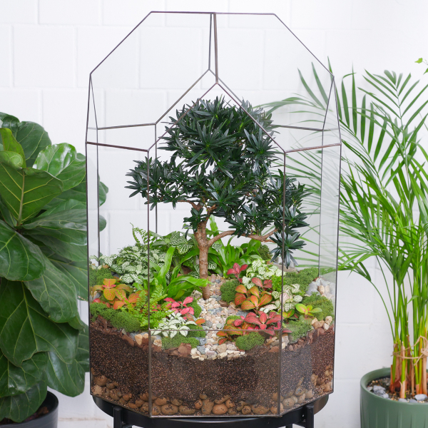 Готовый флорариум бонсай Подокарпус Бонсариум XXXL