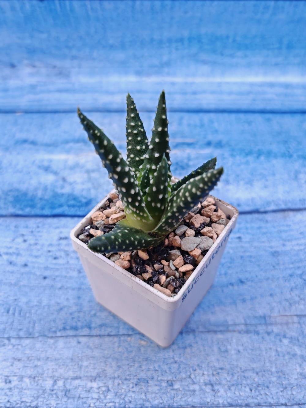 Haworthia Margaritifera (Хавортия)
