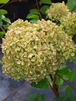 Гортензия метельчатая Романтик Эйс / Жемчужина Фестиваля