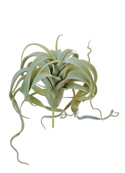 Тилландсия Ксерографика св.зелёный припылённая