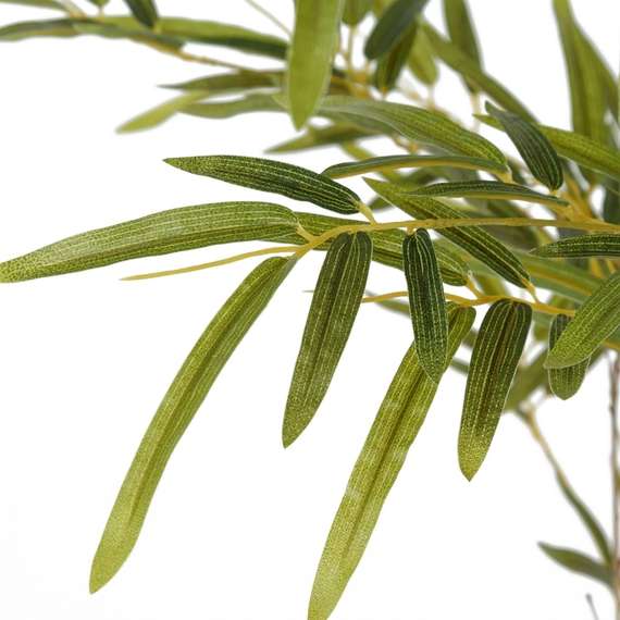 Бамбук высота 210 см, кустистый