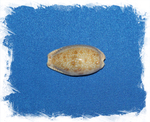 Разъеденная каури (cypraea erosa)