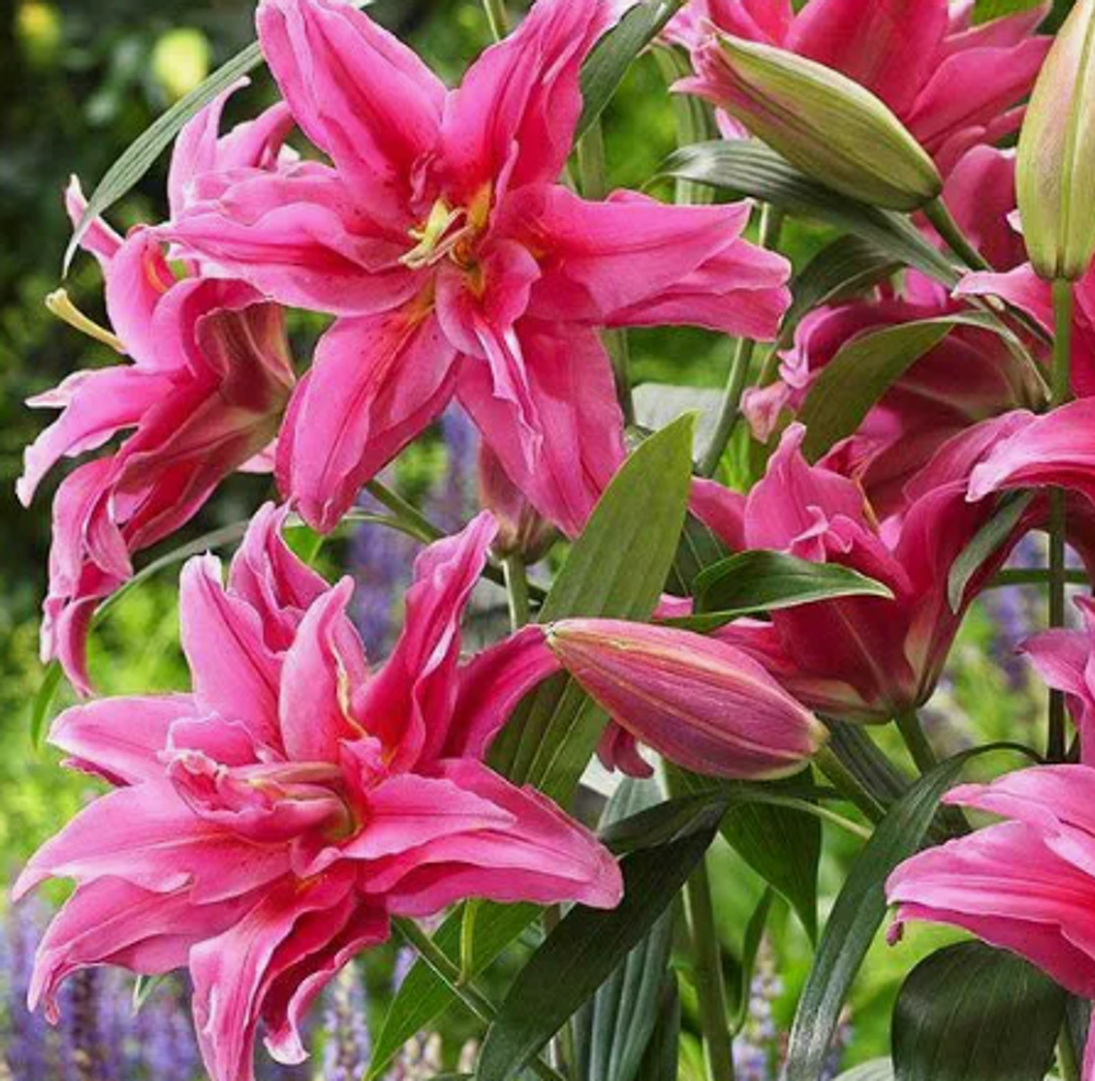 Лилия Розелили Елена луковица март 2026