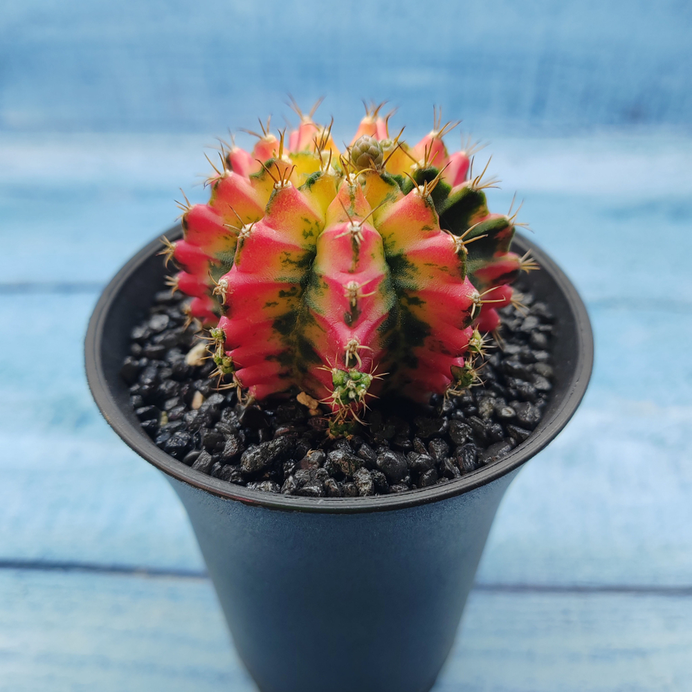 Gymnocalycium Variegata (Гимнокалициум Вариегатный)
