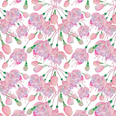 Фуксия акварельный рисунок