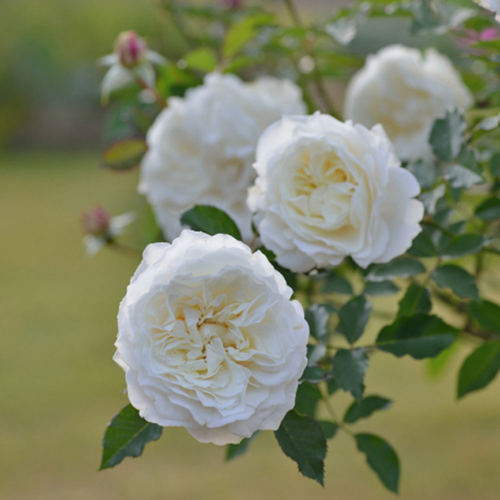 Сур ла Нейдж (Sur la Neige)