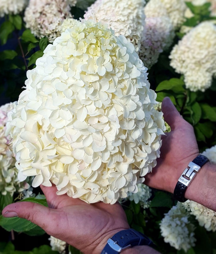 Гортензия метельчатая Геркулес (7/8 веток) Закупка М59 апрель 2026