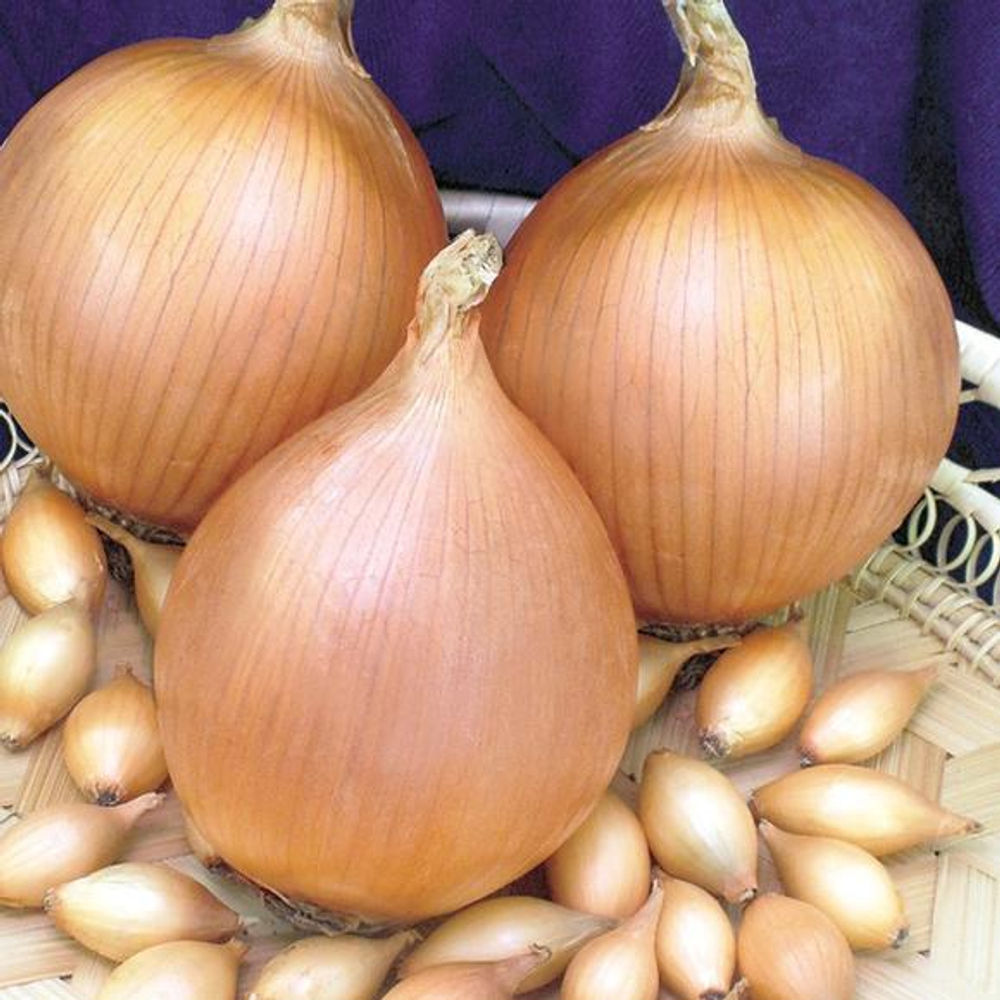 Лук-севок Стурон 0,5кг