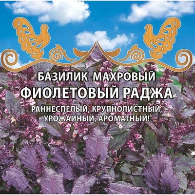 Базилик махровый Фиолетовый Раджа