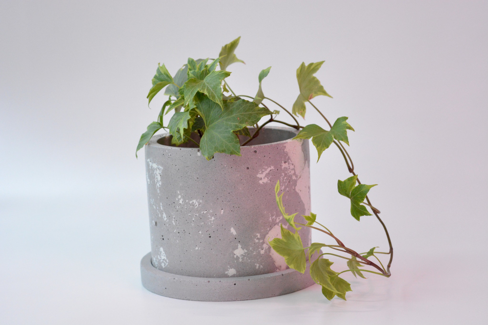Хедера Хеликс Грин / Hedera Helix Green