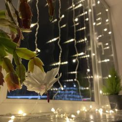 Светодиодная новогодняя гирлянда ЭРА ENOZ-2B Занавес уличная 2 м*2 м желтая 96 LED | Гирлянды