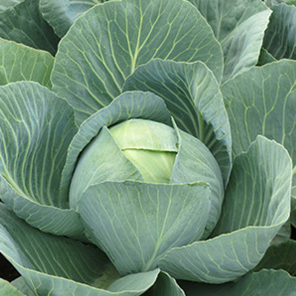 Капуста б/к Золтан F1 (100шт) Витагрин Профи