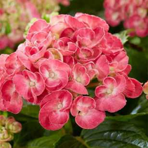 Гортензия крупнолистная королевская коллекция Рози Пинк С2 Закупка М31 апрель 2026