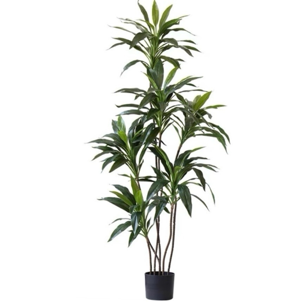 Кордилина остролистная зеленая 150 см.