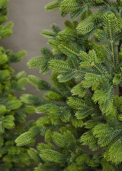 Ель искусственная литая Королева Тянь Шань