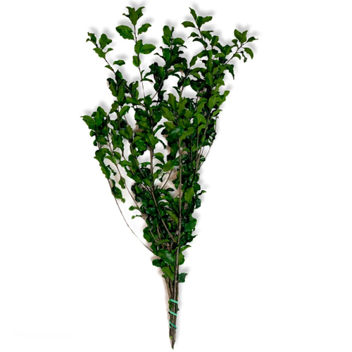 Питоспорум ветви зеленые