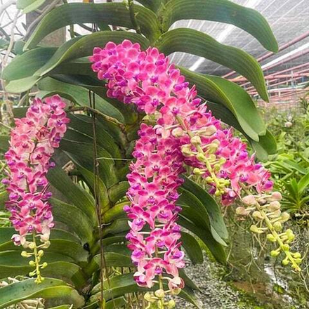 Ринхостилис RHY 16-MUANG MONTRA