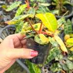 Филодендрон BILLIETIAE VAR клонированный