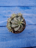 Euphorbia meloformis f. Variegated (Эуфорбия вариегатная)