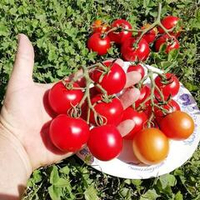 Помидоры - Harbinger - Предвестник