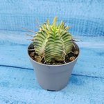 Euphorbia meloformis f. Variegated (Эуфорбия вариегатная)