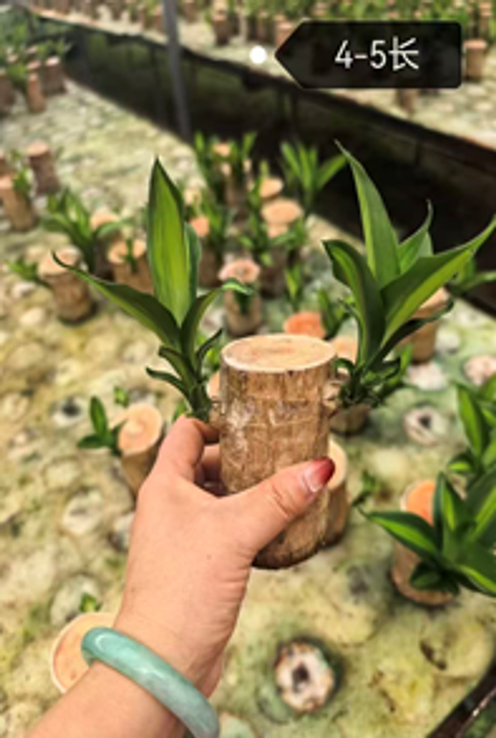 Драцена fragrans д. 6 без корней