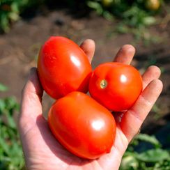 БОНАПАРТ F1 семена томата (Vilmorin | Alexagro)