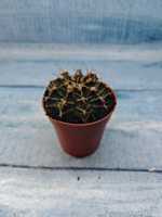 Gymnocalycium Friedrichii (Гимнокалициум)
