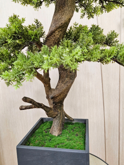 Бонсай Кедр 65см в кашпо Лофт Нео