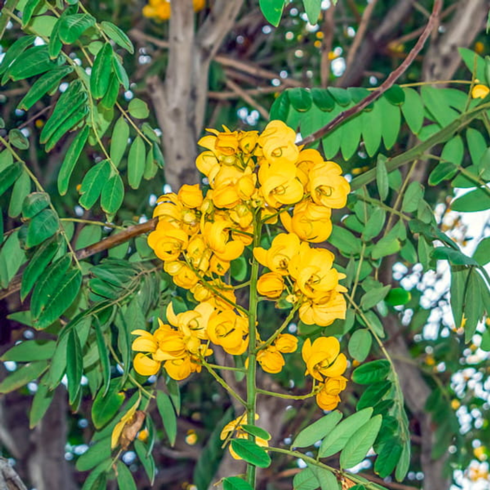 Сенна великолепная – Senna spectabilis