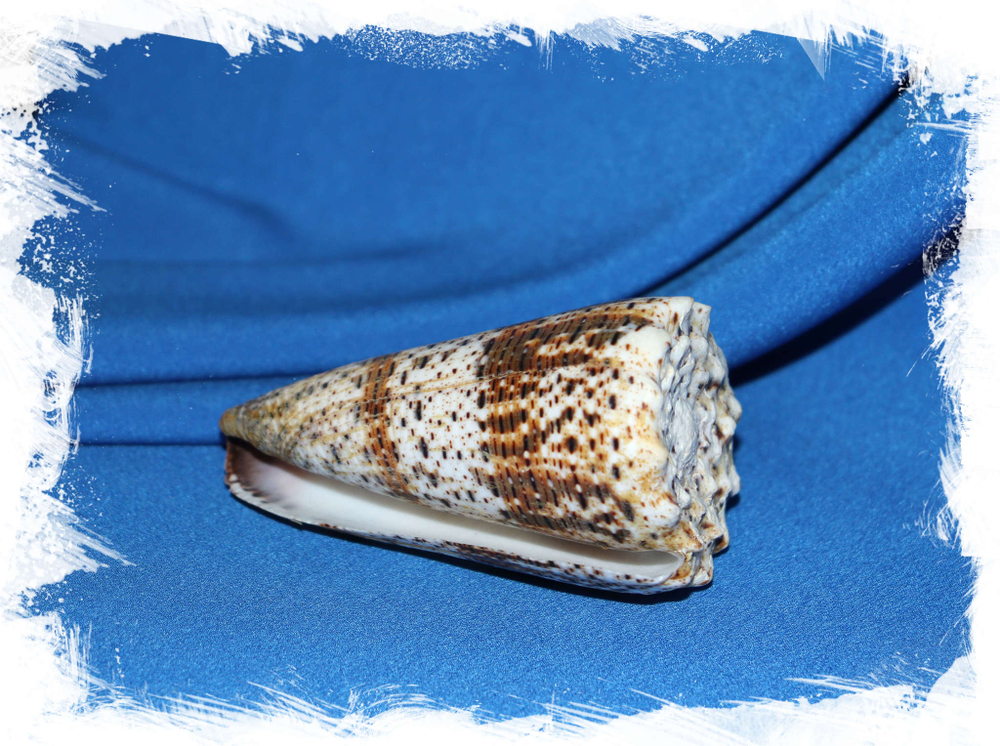 Конус империалис