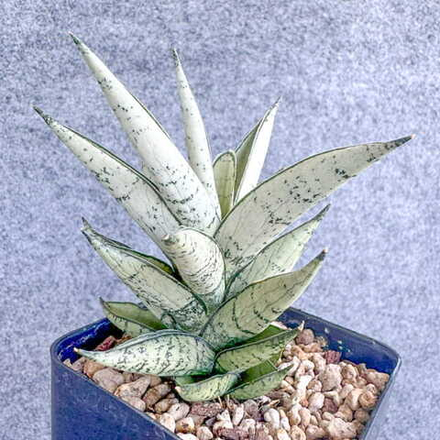 Сансевиерия URANUS L