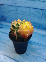 Gymnocalycium Variegata (Гимнокалициум Вариегатный)