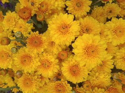 Хр4 Хризантема мультифлора