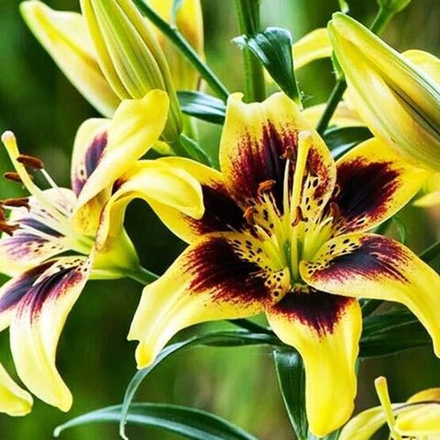 Лилия Пайтон (5 шт) Волжский Сад