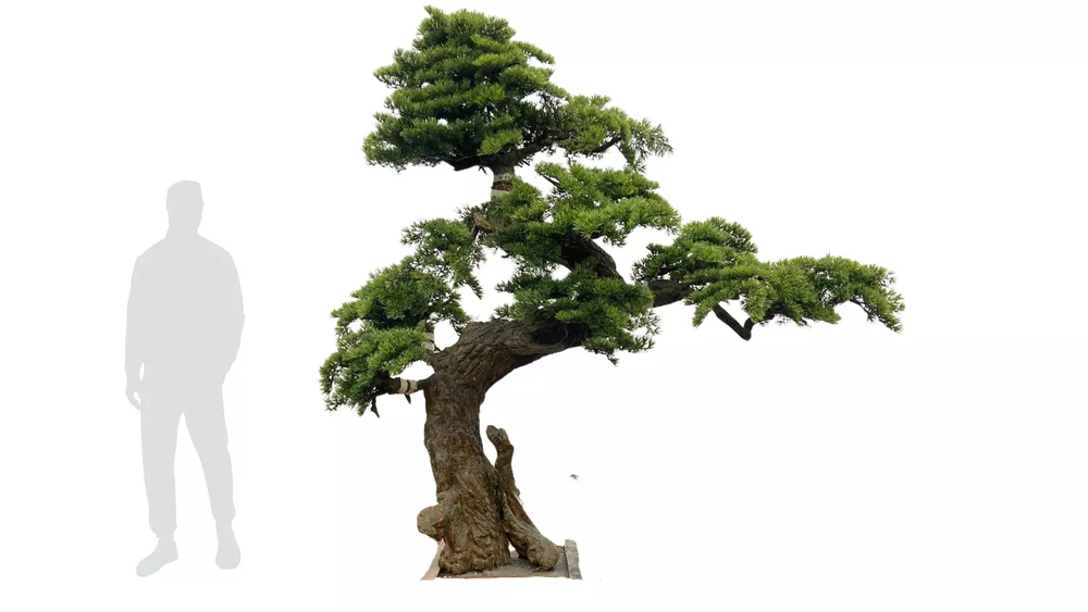 Бонсай в. 250 см/ ш. 260 см