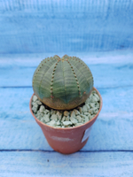 Euphorbia Obesa (Эуфорбия)
