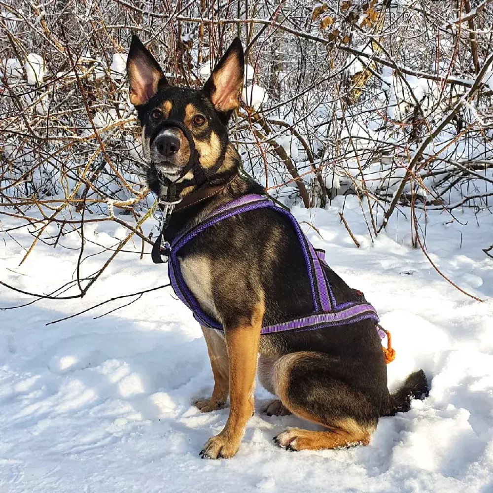 Шлейка ездовая серия Спорт White Wolf