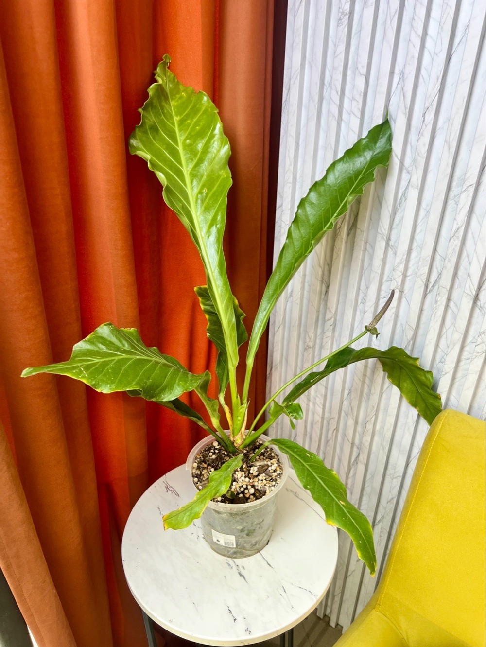 Антуриум Хукера, D14см Н50см, 1шт, Urban Jungle (7143)