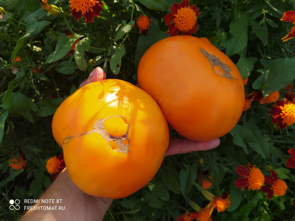 Оранжевый щербет Амишей (Amish Orange Sherbet) сорт томата