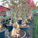 Адениум обесум GOLDEN ROOT s.18"