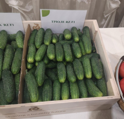 Огурец Триоле F1 7шт ВитаГрин ЭКСТРА